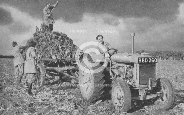 Women's Land Army lifting a crop, World War II, 1940. Artist: Unknown