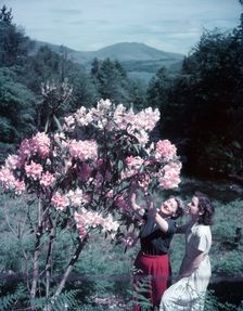 Women with rhododendrons, Manesty Park, Derwentwater, Lake District, c1955. Creator: Arthur Charles Kirby Ware
