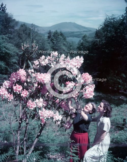 Women with rhododendrons, Manesty Park, Derwentwater, Lake District, c1955. Creator: Arthur Charles Kirby Ware.