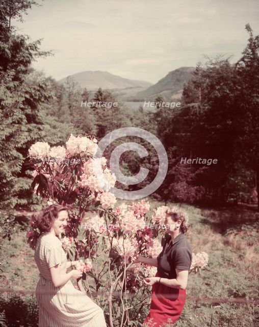 Women with rhododendrons, Derwentwater, Lake District, c1955. Creator: Arthur Charles Kirby Ware.
