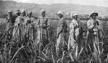 Women tending young sugar canes in Jamaica, 1922