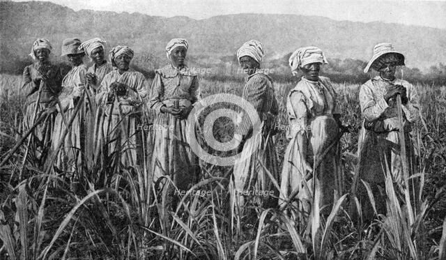 Women tending young sugar canes in Jamaica, 1922. Artist: Unknown