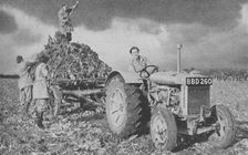 Women's Land Army lifting a crop, World War II, 1940