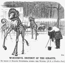 Wonderful Instinct of The Giraffe 1865. Creator: George du Maurier
