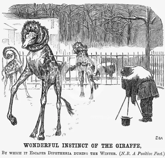 'Wonderful Instinct of The Giraffe', 1865. Creator: George du Maurier.