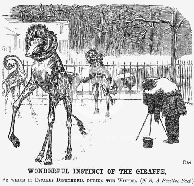 'Wonderful Instinct of The Giraffe', 1865. Creator: George du Maurier.
