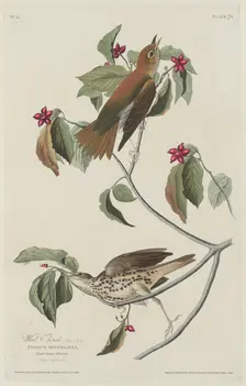 Wood Thrush, 1829. Creator: Robert Havell