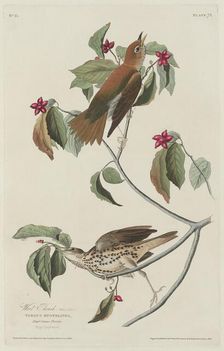 Wood Thrush, 1829. Creator: Robert Havell