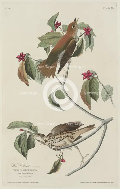 Wood Thrush, 1829. Creator: Robert Havell.