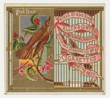 Wood Thrush, from the Birds of America series (N37) for Allen & Ginter Cigarettes, 1888. Creator: Allen & Ginter