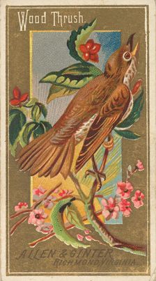 Wood Thrush, from the Birds of America series (N4) for Allen & Ginter Cigarettes Brands, 1888. Creator: Allen & Ginter