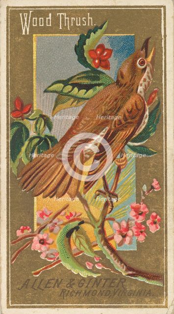 Wood Thrush, from the Birds of America series (N4) for Allen & Ginter Cigarettes Brands, 1888. Creator: Allen & Ginter.