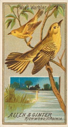 Wood Warbler, from the Birds of America series (N4) for Allen & Ginter Cigarettes Brands, 1888. Creator: Allen & Ginter