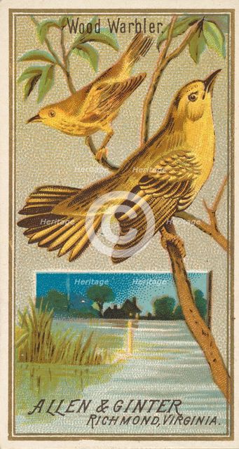 Wood Warbler, from the Birds of America series (N4) for Allen & Ginter Cigarettes Brands, 1888. Creator: Allen & Ginter.