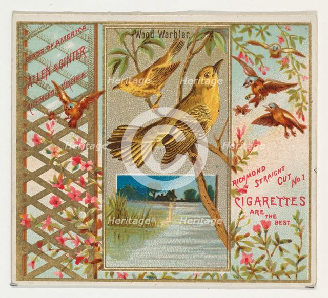 Wood Warbler, from the Birds of America series (N37) for Allen & Ginter Cigarettes, 1888. Creator: Allen & Ginter.