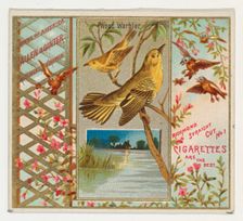 Wood Warbler, from the Birds of America series (N37) for Allen & Ginter Cigarettes, 1888. Creator: Allen & Ginter