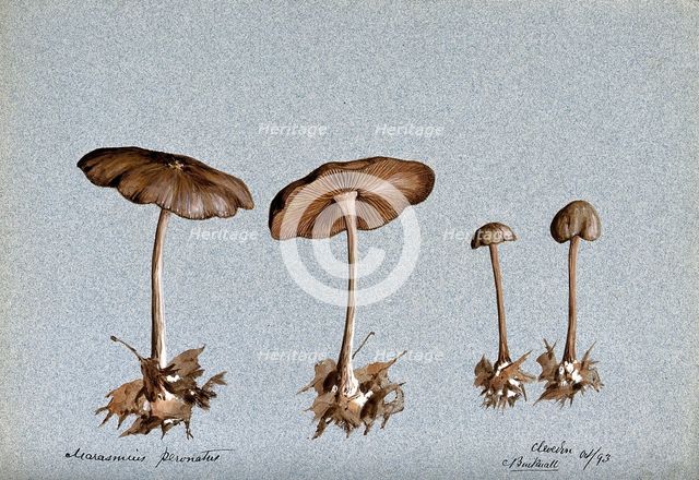 Wood woolly foot mushroom (Collybia peronata): four fruiting bodies, 1893. Creator: C Bucknall.