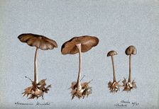 Wood woolly foot mushroom (Collybia peronata): four fruiting bodies, 1893. Creator: C Bucknall