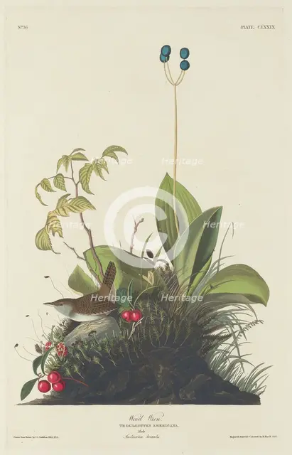 Wood Wren, 1833. Creator: Robert Havell.