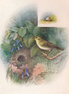 Wood-Wren - Phyllos'copus sibila'trix c1910, (1910). Artist: George James Rankin