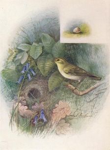 Wood-Wren - Phyllos'copus sibila'trix c1910, (1910). Artist: George James Rankin