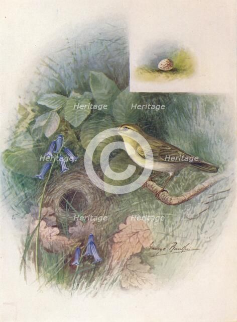 'Wood-Wren - Phyllos'copus sibila'trix', c1910, (1910). Artist: George James Rankin.