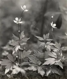 Wood anemone, between 1915 and 1935. Creator: Frances Benjamin Johnston