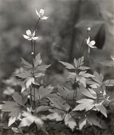Wood anemone, between 1915 and 1935. Creator: Frances Benjamin Johnston