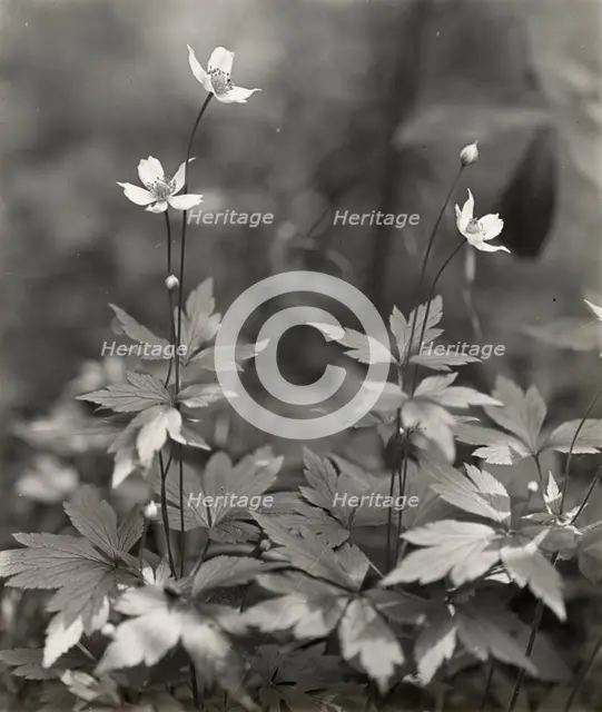 Wood anemone, between 1915 and 1935. Creator: Frances Benjamin Johnston.