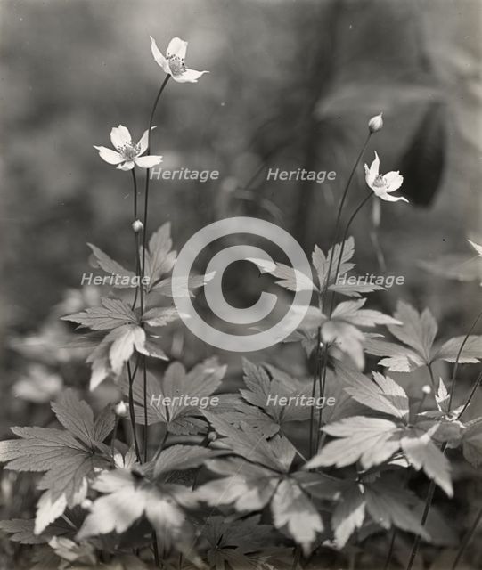 Wood anemone, between 1915 and 1935. Creator: Frances Benjamin Johnston.