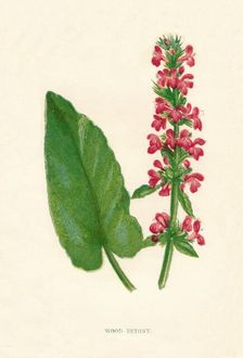 Wood Betony c1891, (1891). Artist: Anne Pratt