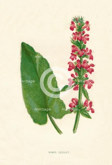 'Wood Betony', c1891, (1891). Artist: Anne Pratt.