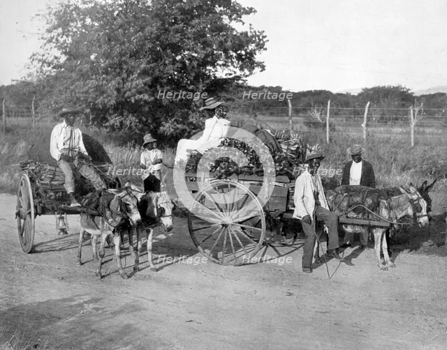 Wood carts, Jamaica, c1905.Artist: Adolphe Duperly & Son