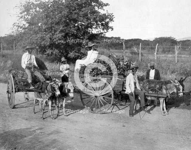 Wood carts, Jamaica, c1905.Artist: Adolphe Duperly & Son