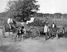 Wood carts, Jamaica, c1905.Artist: Adolphe Duperly & Son
