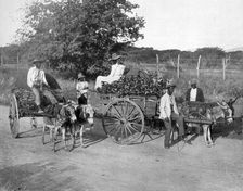 Wood carts, Jamaica, c1905.Artist: Adolphe Duperly & Son