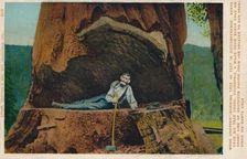 Wood Chopper'-Showing Tree 46 Feet in Circumference. Santa Cruz Big Tree Grove, California c1909