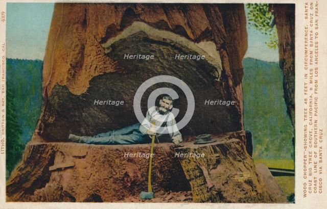 'Wood Chopper'-Showing Tree 46 Feet in Circumference. Santa Cruz Big Tree Grove, California', c1909. Artist: Unknown.