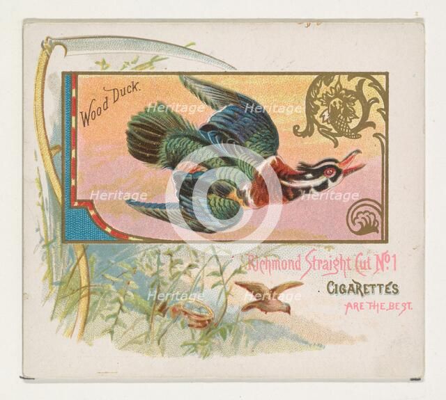 Wood Duck, from the Game Birds series (N40) for Allen & Ginter Cigarettes, 1888-90. Creator: Allen & Ginter.