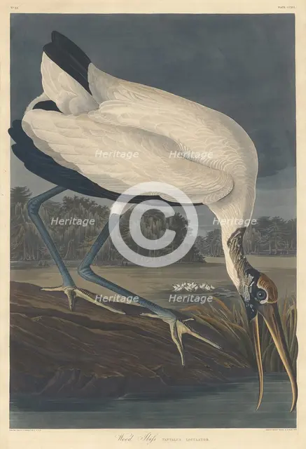 Wood Ibis, 1834. Creator: Robert Havell.
