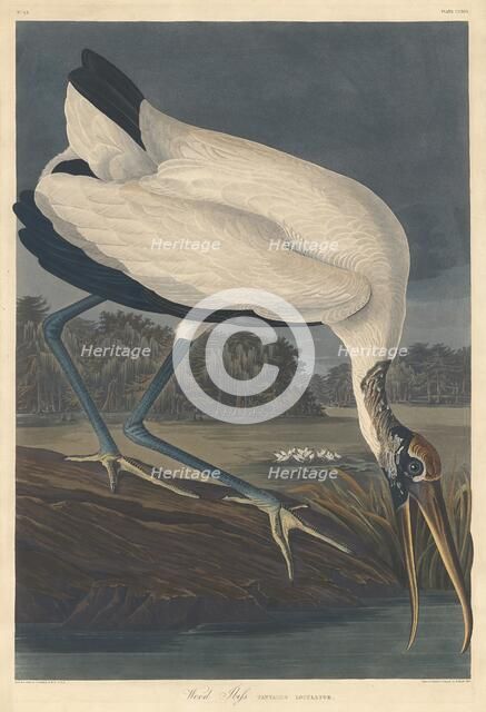 Wood Ibis, 1834. Creator: Robert Havell.