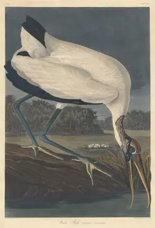 Wood Ibis, 1834. Creator: Robert Havell