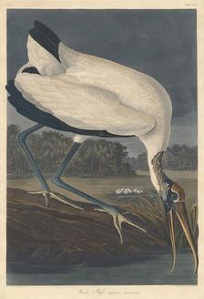 Wood Ibis, 1834. Creator: Robert Havell