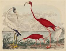 Wood Ibis, Scarlet Ibis, Flamingo, and White Ibis, published 1808-1814. Creator: John G. Warnicke