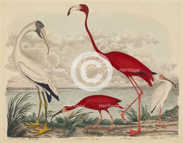 Wood Ibis, Scarlet Ibis, Flamingo, and White Ibis, published 1808-1814. Creator: John G. Warnicke.