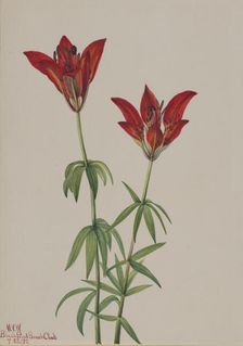 Wood Lily (Lilium philadelphicum), 1932. Creator: Mary Vaux Walcott
