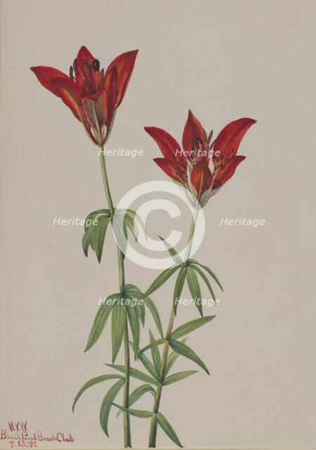 Wood Lily (Lilium philadelphicum), 1932. Creator: Mary Vaux Walcott.