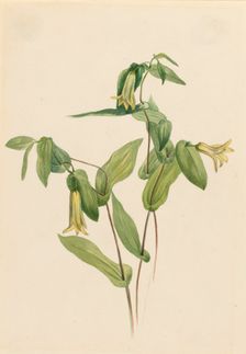 Wood Merrybells (Uvularia perfoliata), n.d. Creator: Mary Vaux Walcott