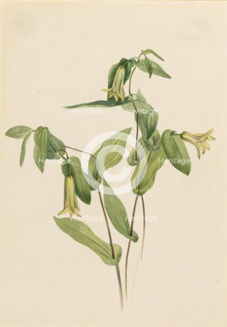 Wood Merrybells (Uvularia perfoliata), n.d. Creator: Mary Vaux Walcott.