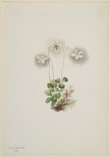 Wood-Nymph (Moneses uniflora), 1902. Creator: Mary Vaux Walcott